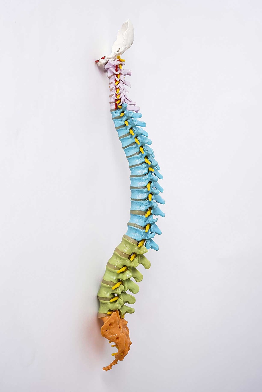 Dr. Steven Excell DC, chiropractor bij Chiropractie XL